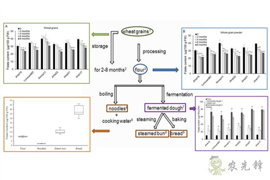 科學(xué)家提出饅頭和面包可優(yōu)先作為葉酸攝入來(lái)源面食