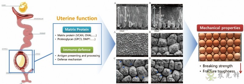 研究揭示蛋雞產(chǎn)蛋后期蛋殼質(zhì)量下降分子機(jī)制