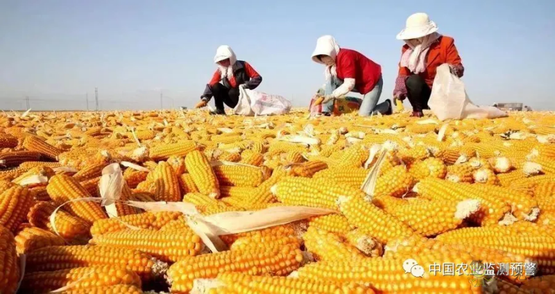 兩部門：繼續實施玉米和大豆生產者補貼等政策