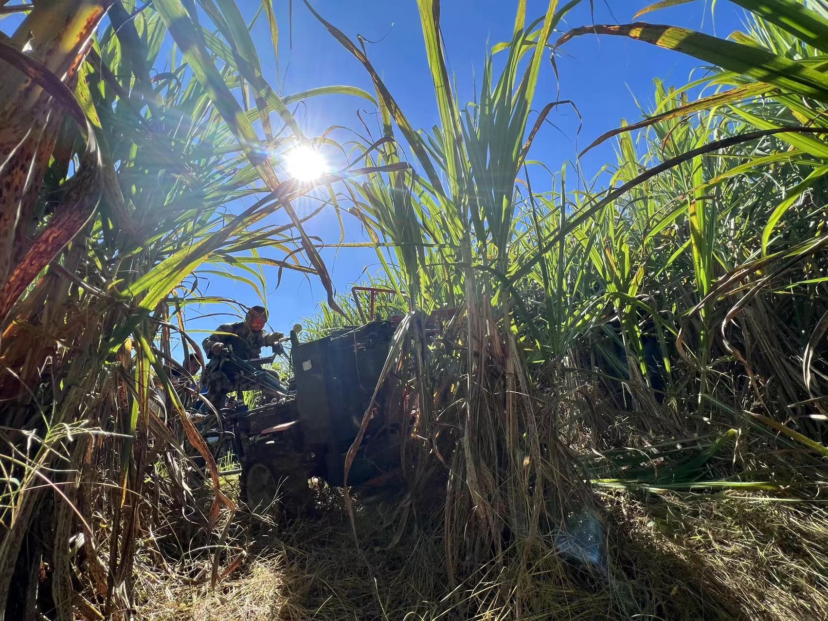 中國農大研發新農機助云南山地甘蔗收割